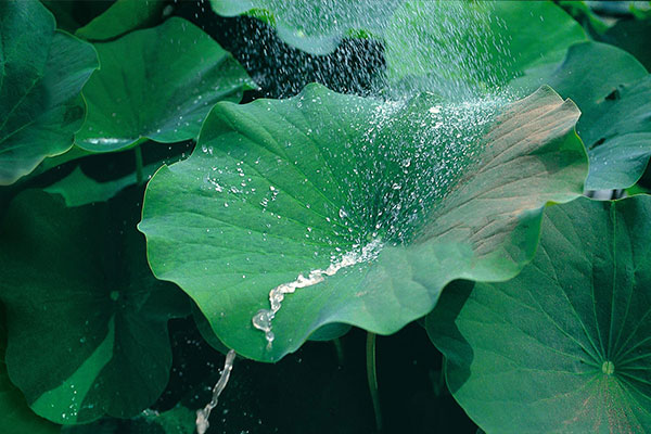 StoColor Lotusan - når maling blir teknologisk