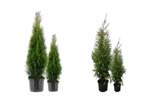 Beplantning av hekk